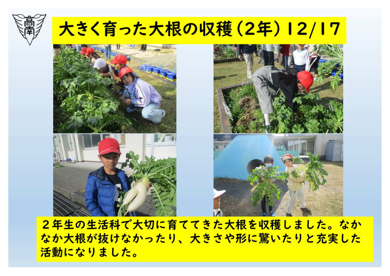 大根の収穫 12.17